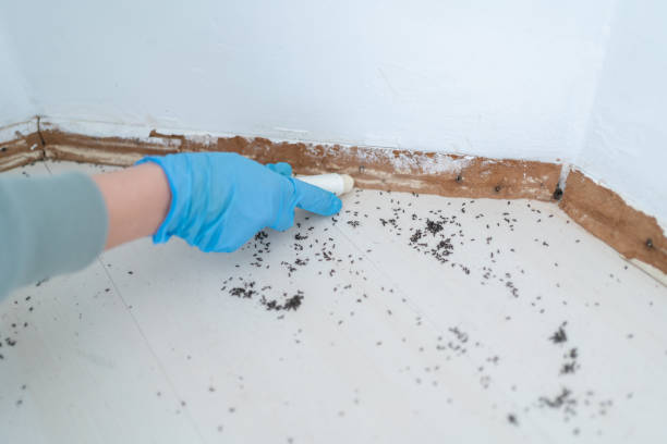 Best Bed Bug Extermination  in Fearrington Village, NC